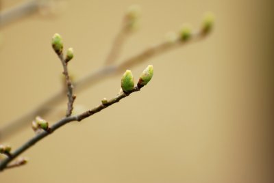 Ulmus minor 'Wredei' - jilm habrolistý - pupen